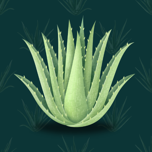 ALOE VERA 